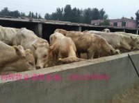 山西山阴县养殖什么品种的肉牛最赚钱